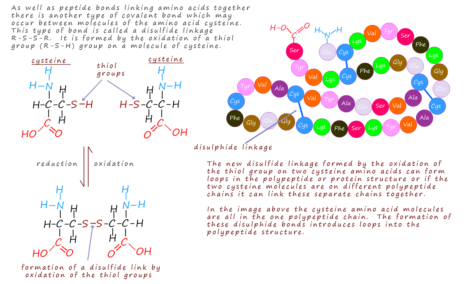 formation of disulfide links by the oxidation of thiols groups in the amino acid cysteine
